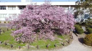 防府市　向島　蓬莱桜（2021.3.8撮影・ロングバージョン）