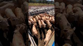 EL IMPRESIONANTE DESFILE DE VACAS NELORE EN BRASIL