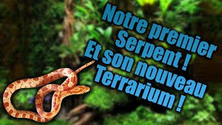 Notre premier serpent ! Pantherophis Guttatus ou Serpent des Blés