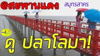 สะพานแดง-ทะเลสมุทรสาคร แหล่งท่องเที่ยวดีดี ใกล้ๆเมืองหลวง