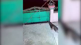 DEITA.RU Тигр утащил собаку со двора в Приморье