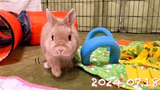 毎日の30秒ひなちゃん🐰✨【2024.07.18のひな】[うさぎ]