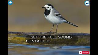 صوت ذعرة بيضاء (أم سكعكع)-White wagtail call