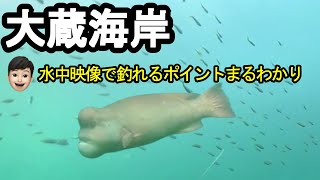 大蔵海岸の釣りを水中映像から攻略！カンダイ、スズキ、グレのいるポイント教えます。