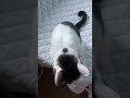 おはよう〜と言ってくれる甘えんぼ猫🐈アメショ雑種あおいwhitecat