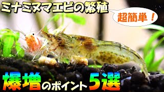 初心者でも失敗しない！ミナミヌマエビを爆殖（繁殖）させる為のポイント5選！短期間で効率良く増やす知識（コツ）について