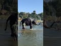 #Elephant bathing #Hampi #TBRiver