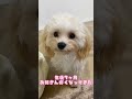 【マルプー】生後3ヶ月〜1歳3ヶ月までの成長過程【成犬までずっとかわいい】