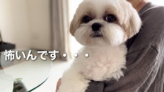 【シーズー犬/はに丸】この音を聞くと震えが止まらないんです・・・ / Shih Tzu trembles and scares when he hears this sound.