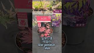 일본단풍 테일러 Acer palmatum Talyor