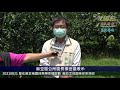 20210821 愛在麻豆柚園採果樂幸福啟動 麻豆文旦園等你來採收—大北門新聞網