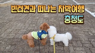 반려견과 떠나는 충청도 차박여행 | 댕댕스냅퍼 | 아산 부여 금산