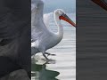 a wild and wacky landing from the largest pelican in the world the amazing dalmatian pelican. bird