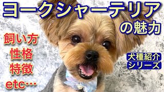 ヨーキーの飼い方や豆知識のお話/犬種紹介シリーズ【№143】