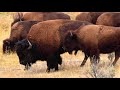 yellowstone national park 4k video ultra hd cinematic travel video usa 4k