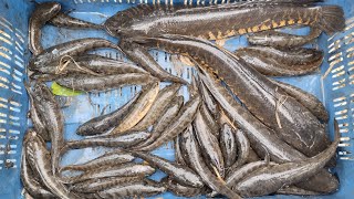 প্রচুর শোল কৈই শিং মাছ ধরা হল পুকুর সেচে/A lot of shoal koi shing fishing is done in pond irrigation