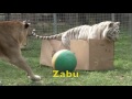 Big Cats Like Boxes Two