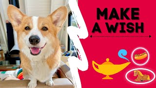 Dog Finds MAGIC Lamp! #shorts