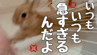 【930 流し場の戦い】飼い主の思いつきに怒り爆発のうさぎ　No.1305