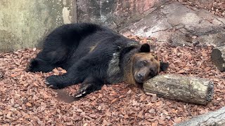 木の枕でウトウト【2023年1月14日】【上野動物園】エゾヒグマ