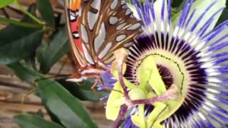 Passion flower butterfly's