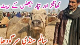 Buffalo Mandi In Punjab Pakistan | Salem Mandi Bhalwal || Mandi Star