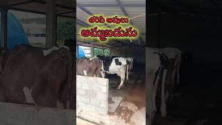 తరిపి ఆవులు నాలుగు అమ్మబడును#taripicows#viral#trendin#makeviral#cows#dairy#animals#sale#buying#tq