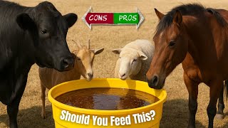 Why Farmers Feed Molasses to Livestock (and When It’s Dangerous)