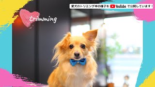 Dalude トリミング【Today's guest　たかまる　】