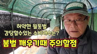 봄벌 깨우기때 주의할점 많은 소비투입은 월동벌에 큰부담