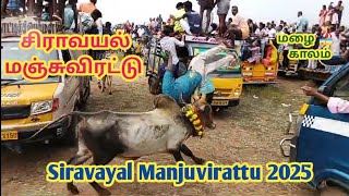 சிராவயல் மஞ்சுவிரட்டு  Siravayal Manjuvirattu 2025 #manjuvirattu #jallikattu #2025 #மஞ்சுவிரட்டு