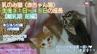 乳のみ猫（赤ちゃん猫）生後31日～45日の成長。【離乳期前編】離乳食❤独り立ちの第一歩❤2024年7月30日保護