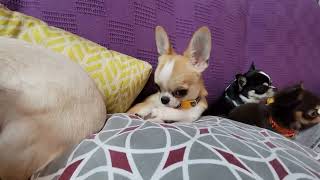 Meet tiny Suzie most adorable and brave Teacup Chihuahua Puppy in California