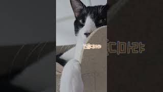 깨워서 미안하다..ㅎㅎ #cat #cute