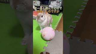 【うさぎは癒し】早く撮りたかった #animal #rabbit＃bunny＃うさぎ