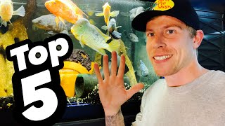 Top 5 Tank Mates for Jack Dempsey Fish