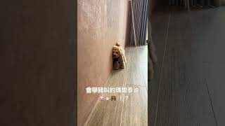 學豬叫的狗｜瑪爾泰迪｜長著可愛的臉做些搞笑的舉動｜#cute #dog #puppy #pets #犬 #cutedog #搞笑 #寵物 #萌寵 #毛小孩 #狗狗