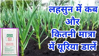 लहसुन में कब, क्यों और कितनी बार यूरिया डालें || lahsun me urea kab dale