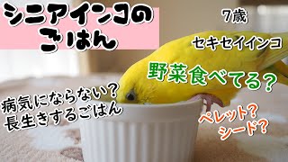 シニア生活 セキセイインコのごはん 長生きするごはん？ セキセイインコ7歳 老い支度  budgerigar