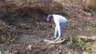 The Bad Animal Show: Episode 1 Pythons/Tegus/Trapping