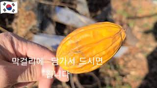 하늘의 수박 허리에 좋아요 우리나라 약초가 자기 몸에만 맞으면 아픈곳 직방 입니다