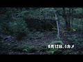 山のホタルの舞. 2「ヒメボタル」　岡山県　2023　6月11日～12日まで