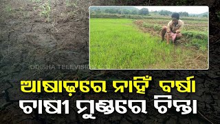 Insufficient rain worries farmers in Odisha’s Malkangiri