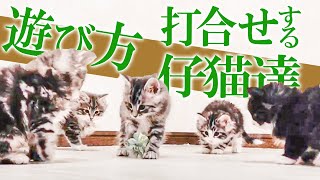 カサカサボール初体験の子猫たち@ノルウェージャンフォレストキャット専門のキャッテリー那須のRIEN