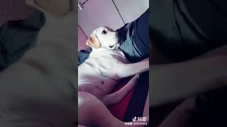 【抖音】 我有一只可爱的拉布拉多小公举 #魔映 #抖音 #Tiktok