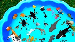 Learn with Sea Animal and Wild Zoo Animals | Toys and Fun For Kids