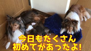 【シェルティ】今日もたくさん初めて🐾【生後31日目】