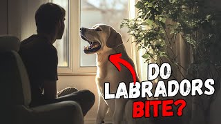 Do Labradors Bite Their Owners?