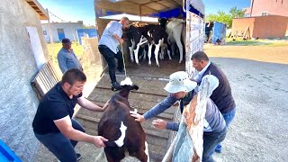 Bütün İnekleri Sattık !  Kamyona Yüklüyoruz !  Zarar Üstüne Zarar !