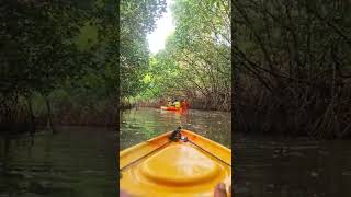 Kayaking inside Mangroves | Seetha River | Back Water Kayaking | YouTube Shorts Reels